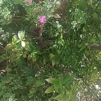 رهن-کامل-یک-خواب