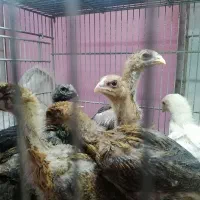 جوجه لاری 2 ماهه|حیوانات مزرعه|ساری, |دیوار