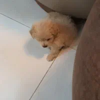 سگ مالتیپو|سگ|قم, انسجام|دیوار