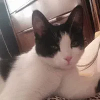 بچه گربه ی سالم