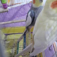 عروس  هلندی