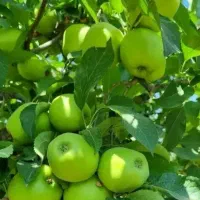 بن دار باکیفیت و اصلاح شده از باغ مادری نهالستان