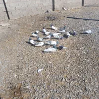 کبوتر|پرنده|لیلان, |دیوار