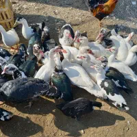 فروش اردک رشت