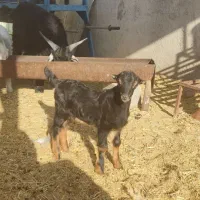 بز و کهره.کهره نر کربال|حیوانات مزرعه|شیراز, درکی|دیوار