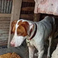 سگ شکاری میکس