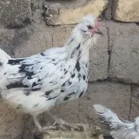 مرغ و خروس گلین