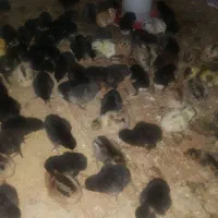 جوجه مرغ عربی اصل بشرط کرک