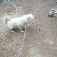 واگزاری سگ اشپیتزقیمت 3تومان|سگ|شیراز, کرونی(خاتونک)|دیوار