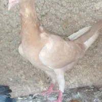 ماده
