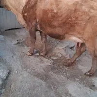 گاو شیری|حیوانات مزرعه|زنجانرود, |دیوار