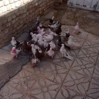 کبوتر
