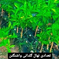 نهال گلدانی و گلدان