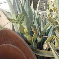 کاکتوسهای بزرگ آگاو ابلق وساده انجیرهندی میوه دار|حراج|تهران, فلاح|دیوار