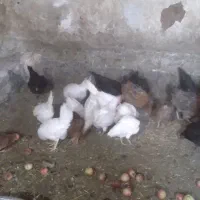 مرغ محلی و مرغ ماشینی|حیوانات مزرعه|چهاردولی, |دیوار