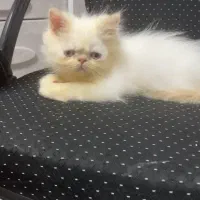 گربه پرشین فلت|گربه|تهران, جوادیه|دیوار