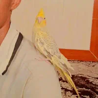 عروس هلندی گل باقالی مولد