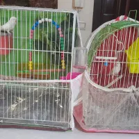 مرغ عشق فنچ با قفس کامل