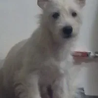 اشپیتز ۷ ماهه