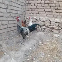 خروس لاری