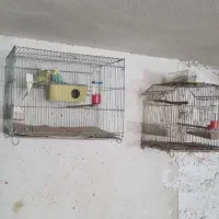 مرغ عشق وانواع قفس وحدتیه