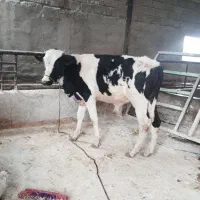 گوساله فروشی