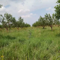باغ زنجان گوزلدره