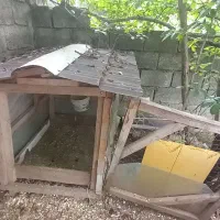 لونه مرغ