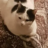 گمشده در منطقه شاهین دژ