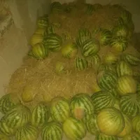 هندوانه تایباد به شرت|حراج|تربت جام, خیرآباد|دیوار