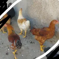 فروش سه خروس