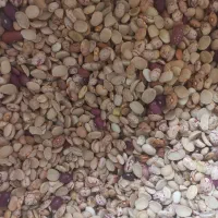 لوبیا آشی لیزر شده|خوردنی و آشامیدنی|شیراز, احمدی جنوبی|دیوار