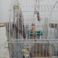 جفت مرغ عشق هلندی|پرنده|اهواز, کوی علوی|دیوار