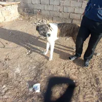 سگ نگهبان|سگ|تربت جام, جلگه موسی آباد|دیوار