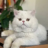 گربه گمشده محدوده مفتح توحید