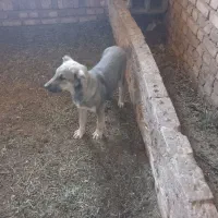 توله سگ سرابی