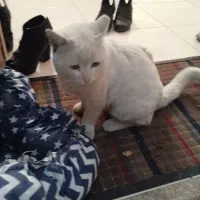 گربه سفید چشم زردم گم شده|گربه|شیراز, درکی|دیوار