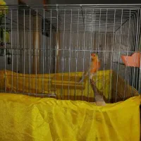 قناری نر مست معاوضه با سره نر بخون