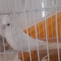 عروس هلندی