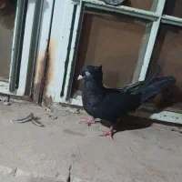 کبوتر زاغ|پرنده|مسجد سلیمان, |دیوار
