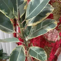 گیاه طبیعی فیکوس