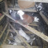 کبوتر شازده سبز|پرنده|شاهین دژ, |دیوار