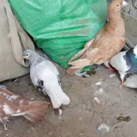 پرنده پرشی زدوخوردی