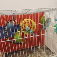 مرغ عشق|پرنده|مشهد, طبرسی شمالی|دیوار