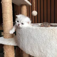 ۵ قلاده گربه اصیل اسکاتیش|گربه|چالوس, |دیوار