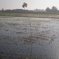 فروش-زمین