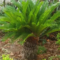 سیکاس|گل و گیاه طبیعی|رشت, گلسار|دیوار