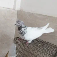 کفتر کله دار غریبگیری|پرنده|قدس, شهرک دانش|دیوار