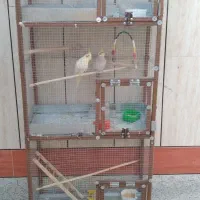 عروس هلندی نر وماده جفت