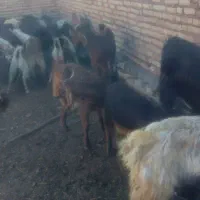 گوسفندو بز|حیوانات مزرعه|پاسارگاد, |دیوار